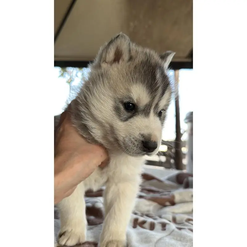 販売中の埼玉県のシベリアンハスキー-451557の54枚目