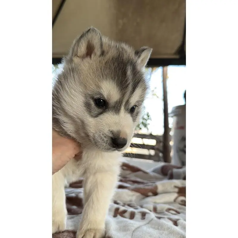 販売中の埼玉県のシベリアンハスキー-451557の53枚目