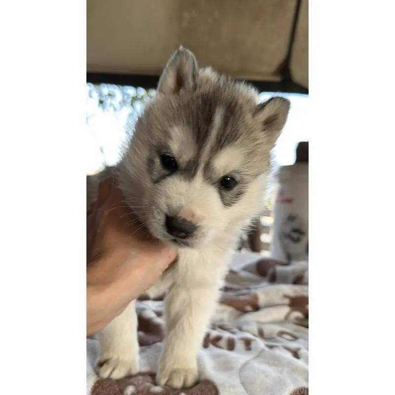 販売中の埼玉県のシベリアンハスキー-451557の52枚目