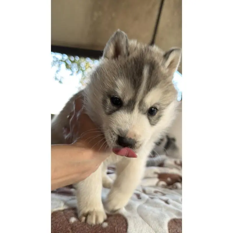 販売中の埼玉県のシベリアンハスキー-451557の51枚目