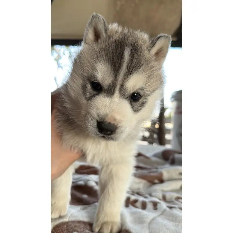 販売中の埼玉県のシベリアンハスキー-451557の50枚目