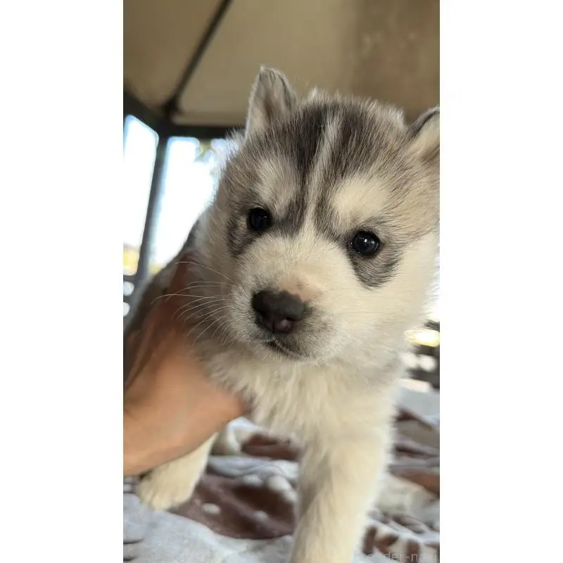 販売中の埼玉県のシベリアンハスキー-451557の49枚目