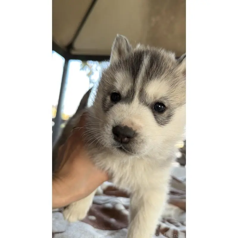 販売中の埼玉県のシベリアンハスキー-451557の48枚目