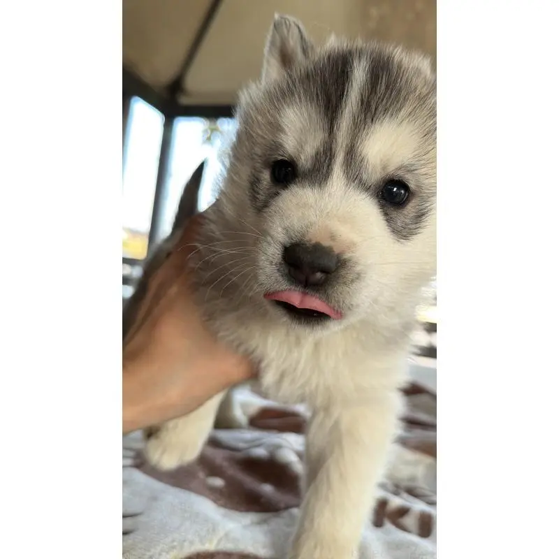 販売中の埼玉県のシベリアンハスキー-451557の47枚目
