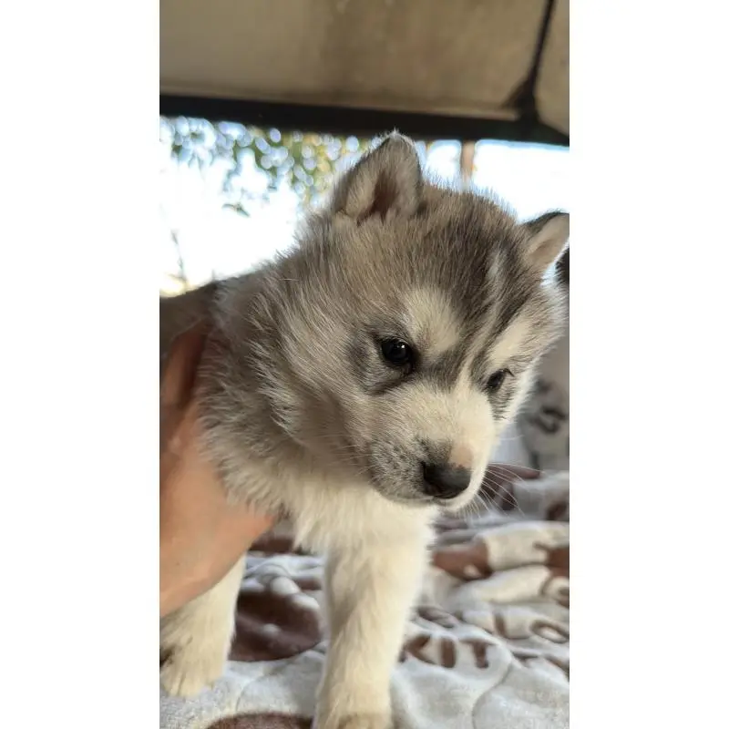 販売中の埼玉県のシベリアンハスキー-451557の46枚目