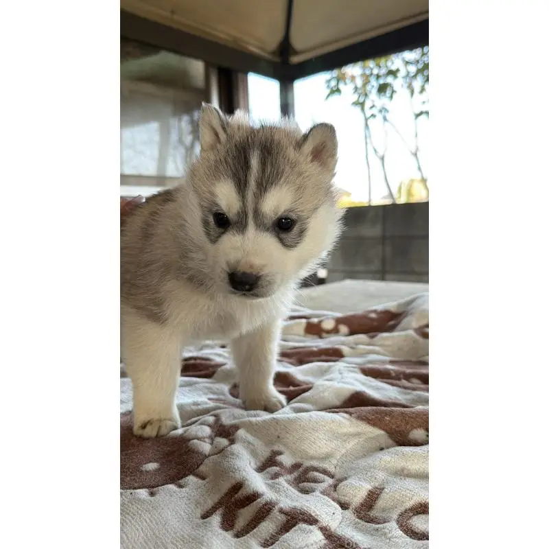 販売中の埼玉県のシベリアンハスキー-451557の45枚目