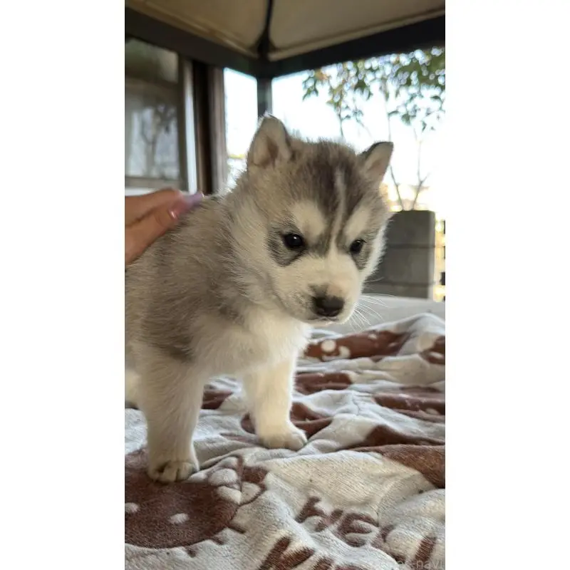 販売中の埼玉県のシベリアンハスキー-451557の44枚目