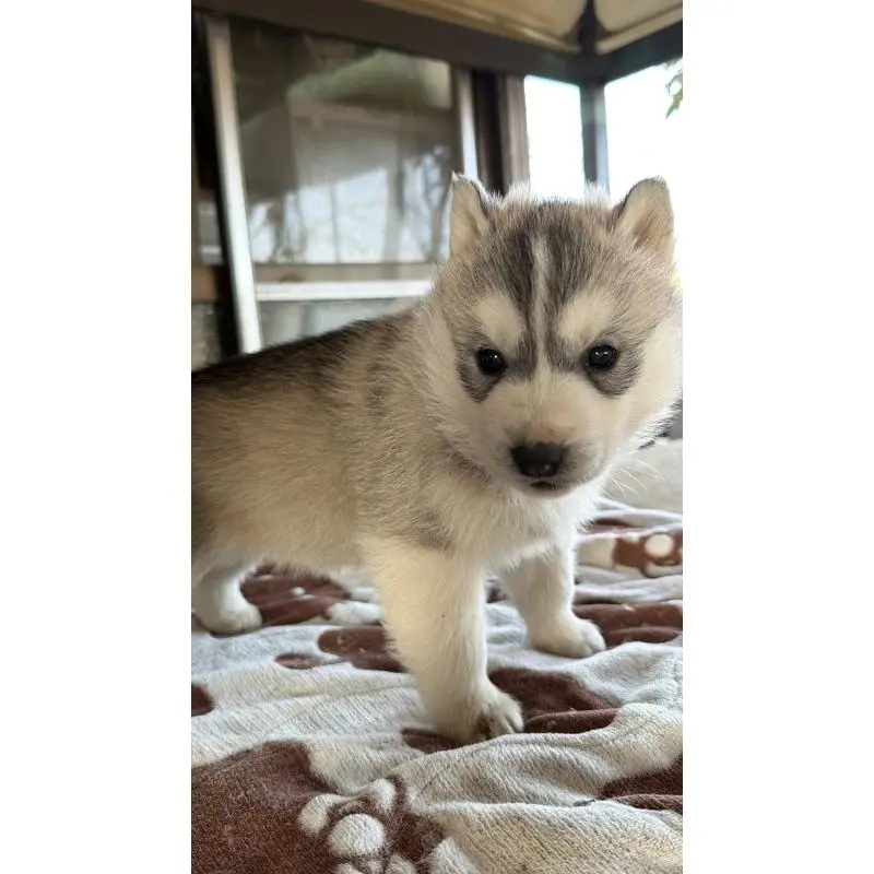 販売中の埼玉県のシベリアンハスキー-451557の43枚目