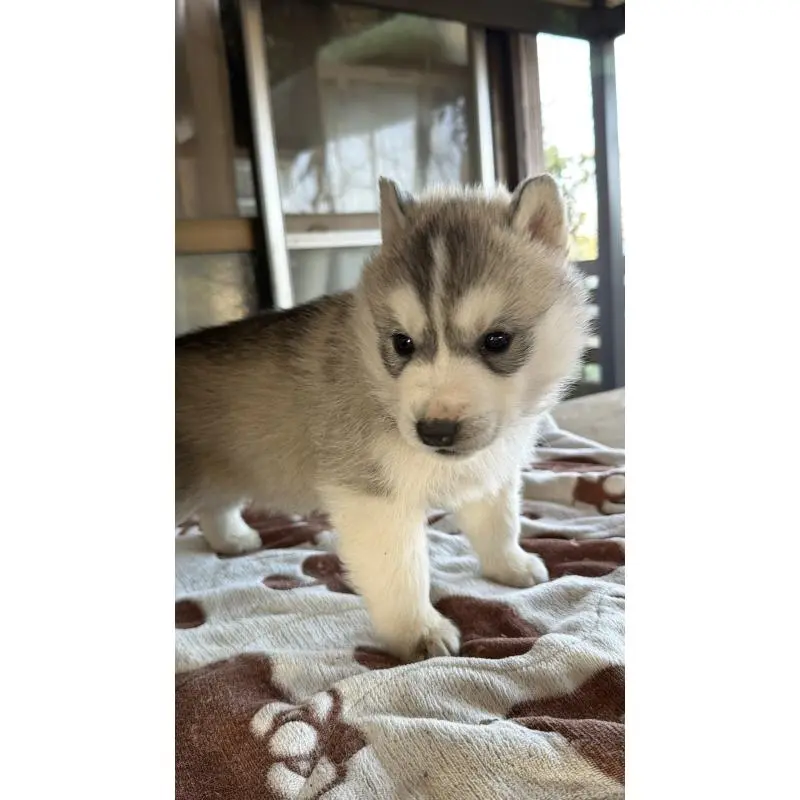 販売中の埼玉県のシベリアンハスキー-451557の42枚目