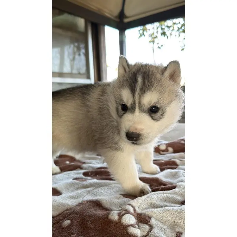 販売中の埼玉県のシベリアンハスキー-451557の41枚目