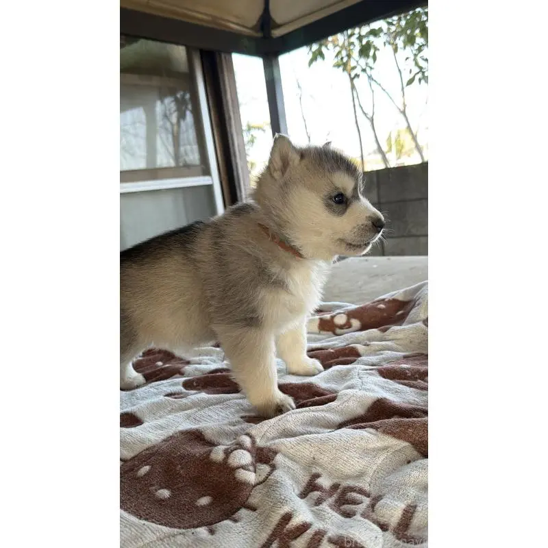 販売中の埼玉県のシベリアンハスキー-451557の40枚目