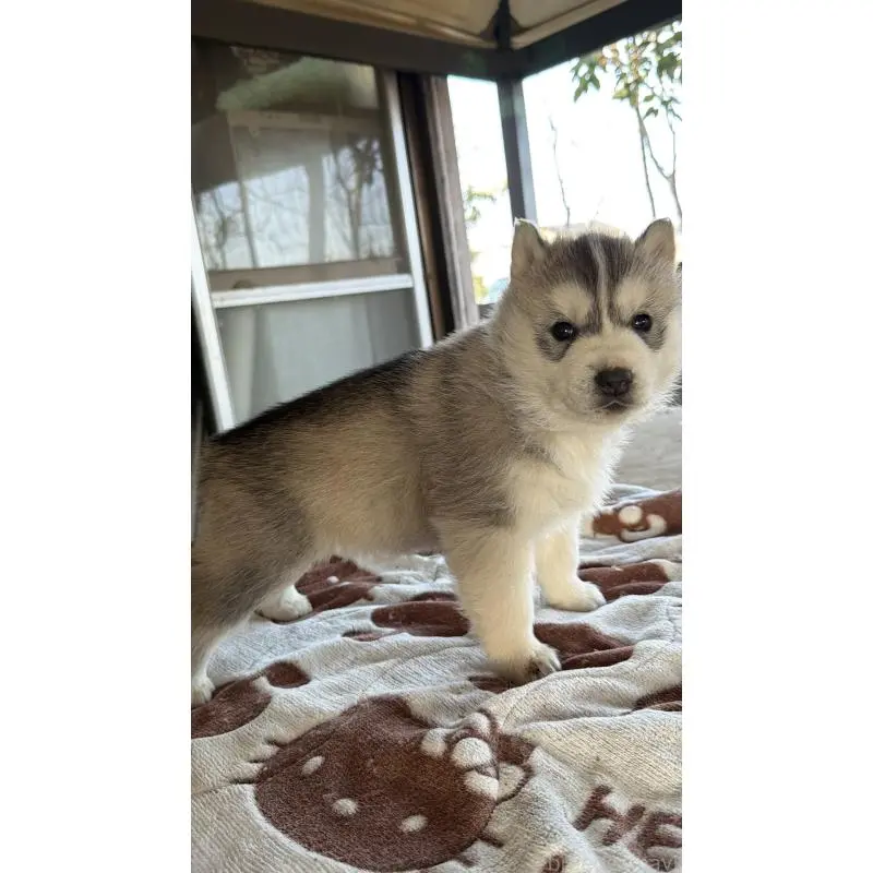 販売中の埼玉県のシベリアンハスキー-451557の39枚目