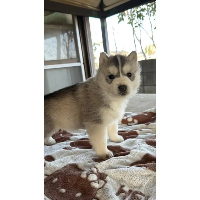 販売中の埼玉県のシベリアンハスキー-451557の37枚目