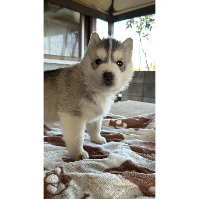 販売中の埼玉県のシベリアンハスキー-451557の36枚目