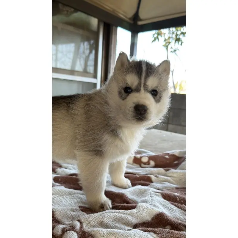 販売中の埼玉県のシベリアンハスキー-451557の35枚目