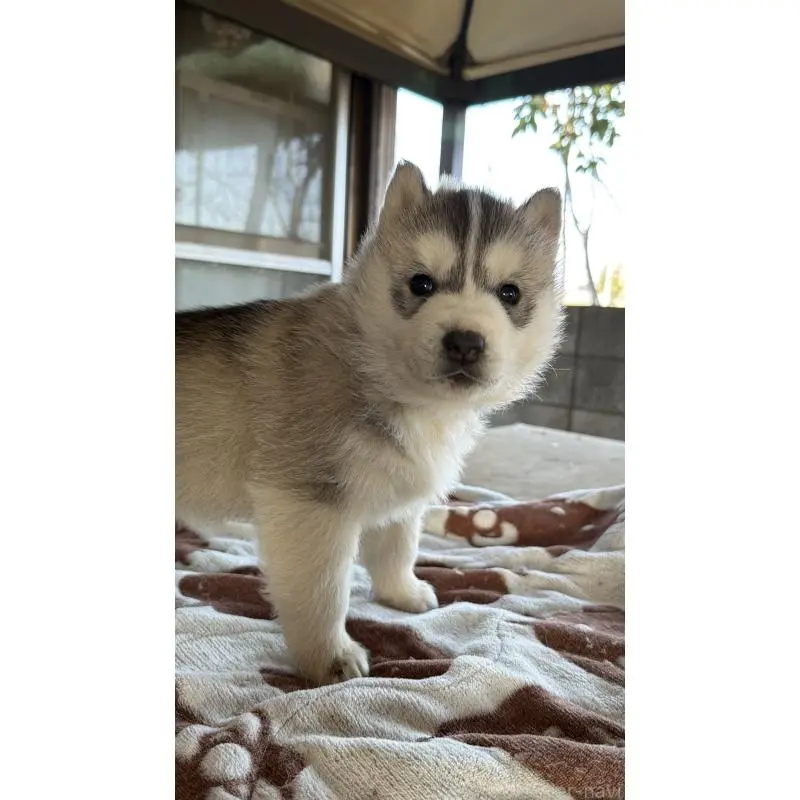 販売中の埼玉県のシベリアンハスキー-451557の33枚目