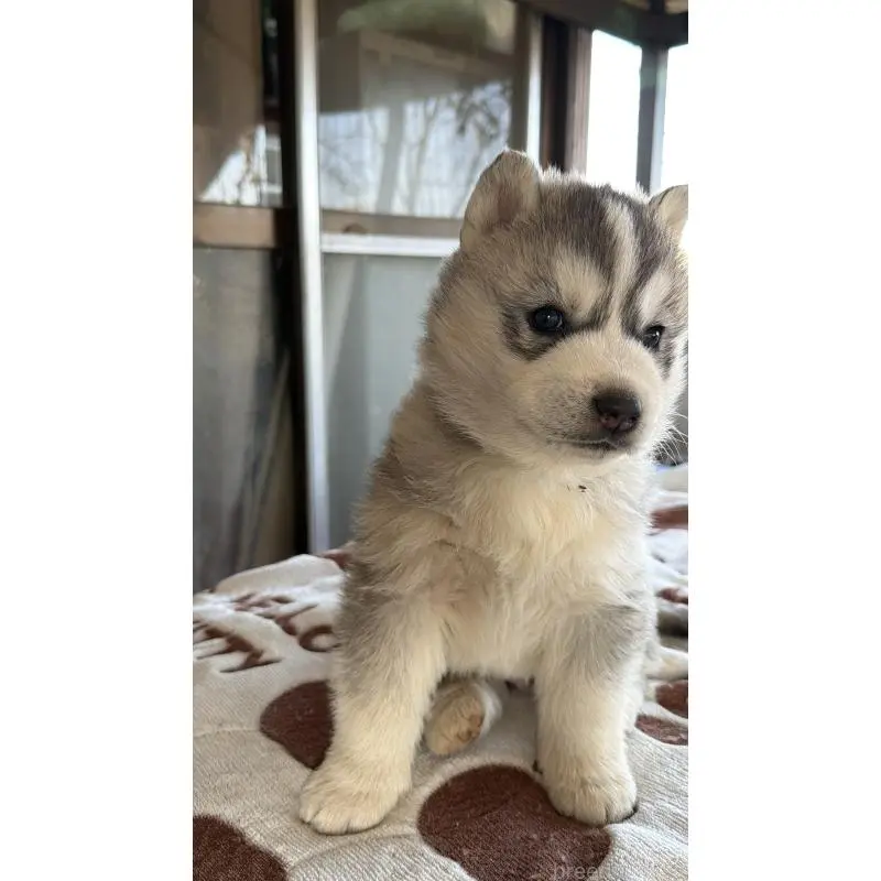 販売中の埼玉県のシベリアンハスキー-451557の32枚目