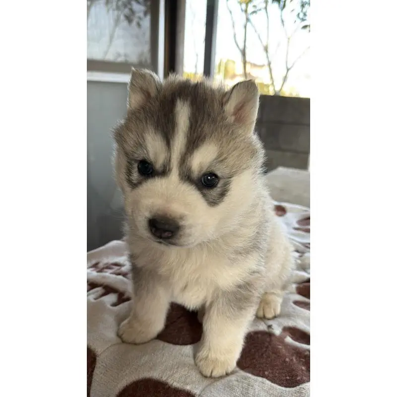 販売中の埼玉県のシベリアンハスキー-451557の31枚目