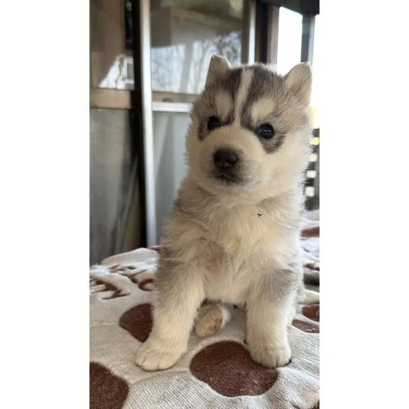 販売中の埼玉県のシベリアンハスキー-451557の30枚目