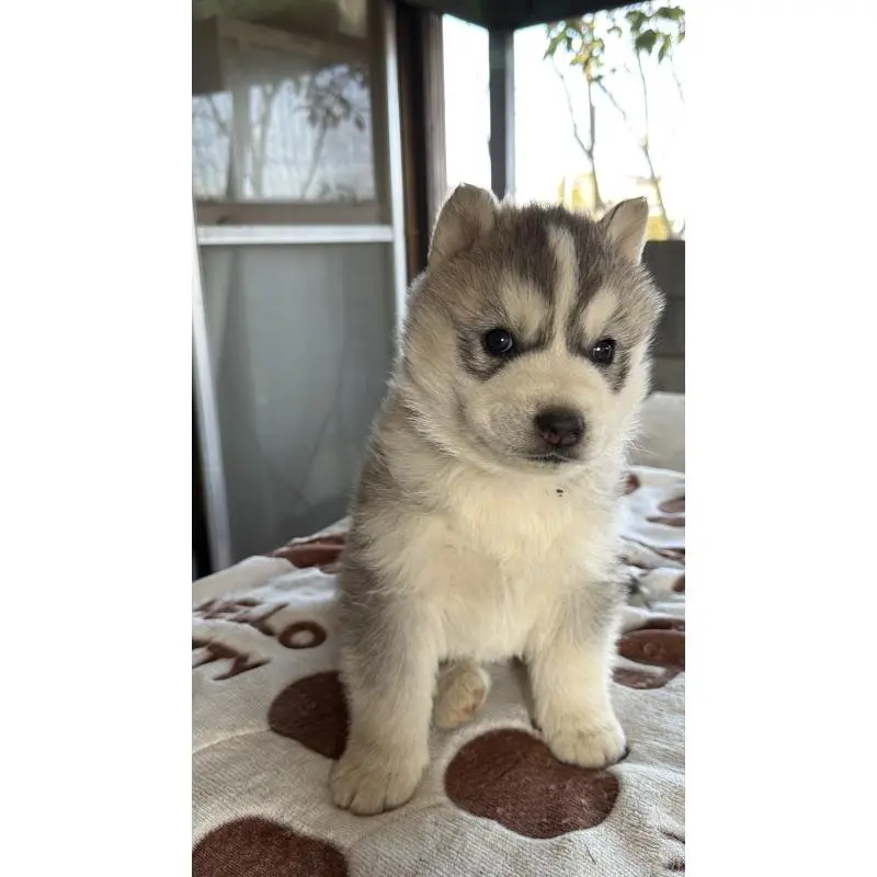 販売中の埼玉県のシベリアンハスキー-451557の28枚目