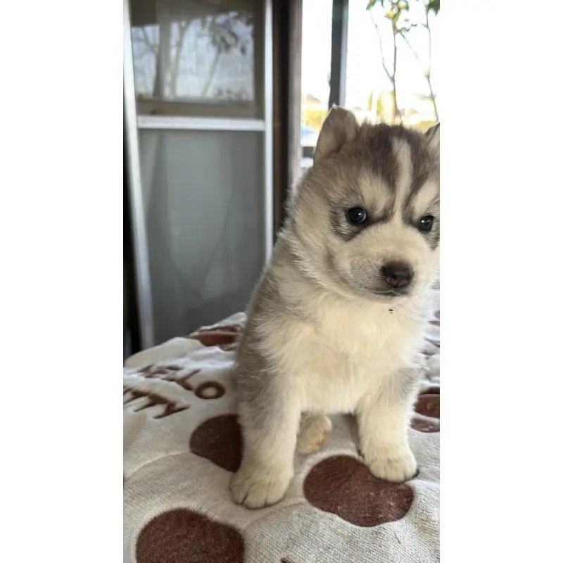 販売中の埼玉県のシベリアンハスキー-451557の27枚目