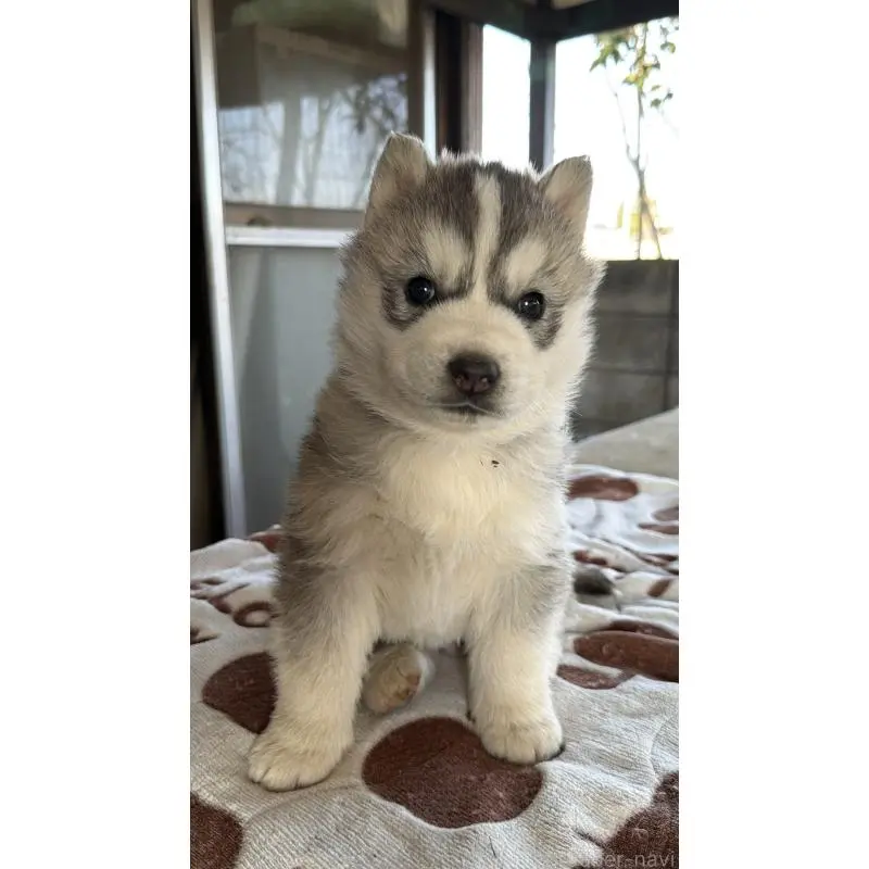 販売中の埼玉県のシベリアンハスキー-451557の26枚目