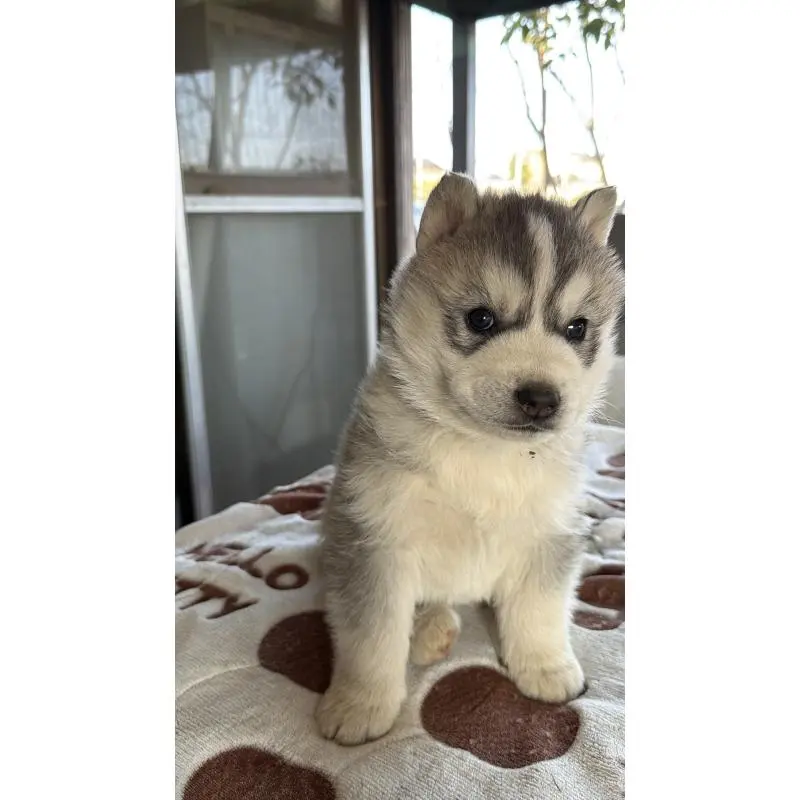 販売中の埼玉県のシベリアンハスキー-451557の25枚目