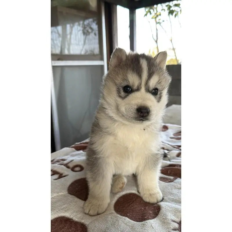 販売中の埼玉県のシベリアンハスキー-451557の24枚目