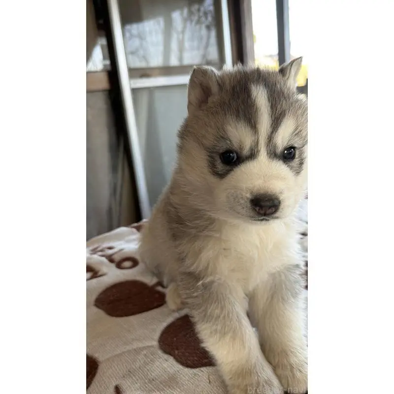 販売中の埼玉県のシベリアンハスキー-451557の23枚目