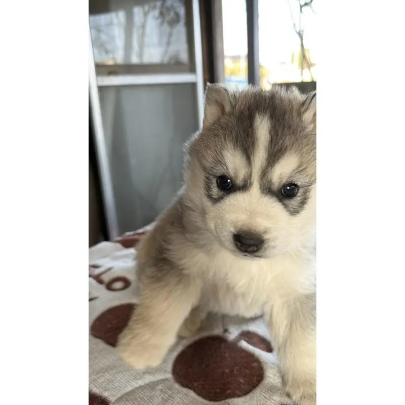 販売中の埼玉県のシベリアンハスキー-451557の22枚目