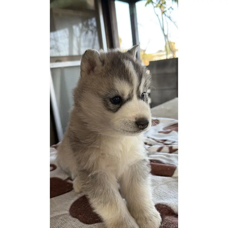 販売中の埼玉県のシベリアンハスキー-451557の21枚目