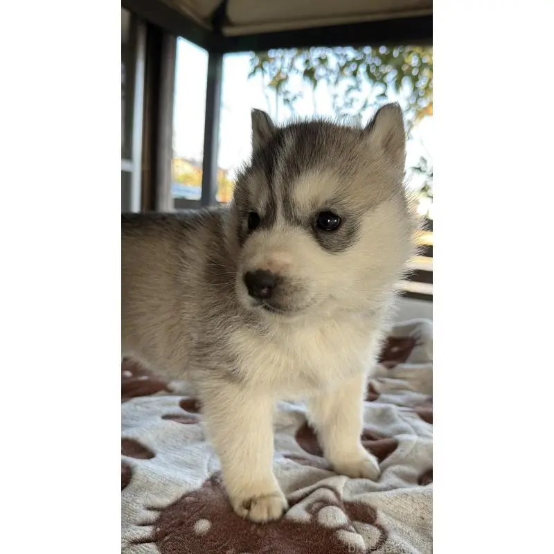 販売中の埼玉県のシベリアンハスキー-451557の20枚目