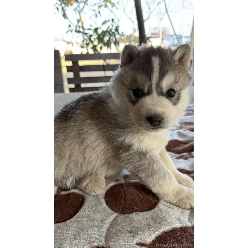 販売中の埼玉県のシベリアンハスキー-451557の19枚目