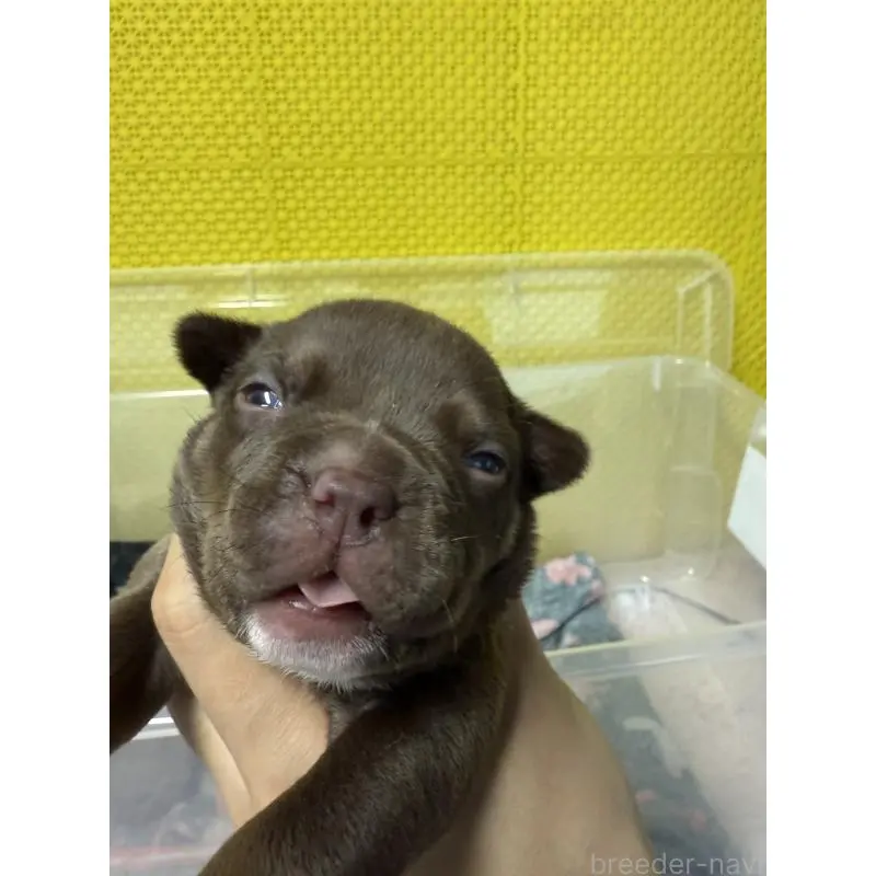 販売中の茨城県のエキゾチックブリー-451555の6枚目