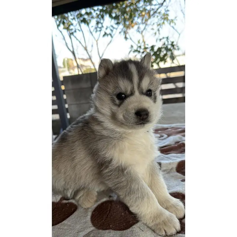 販売中の埼玉県のシベリアンハスキー-451557の18枚目