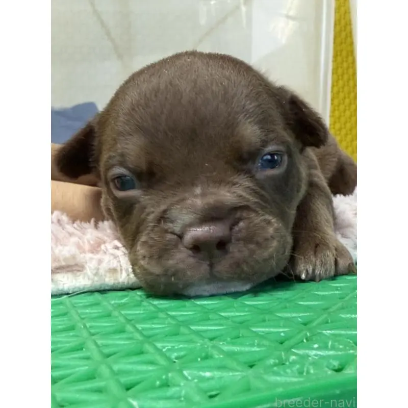 販売中の茨城県のエキゾチックブリー-451555の5枚目