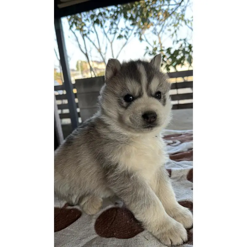 販売中の埼玉県のシベリアンハスキー-451557の17枚目