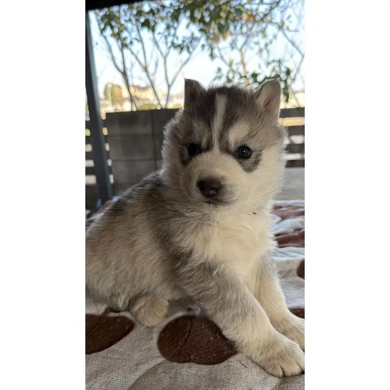 販売中の埼玉県のシベリアンハスキー-451557の16枚目