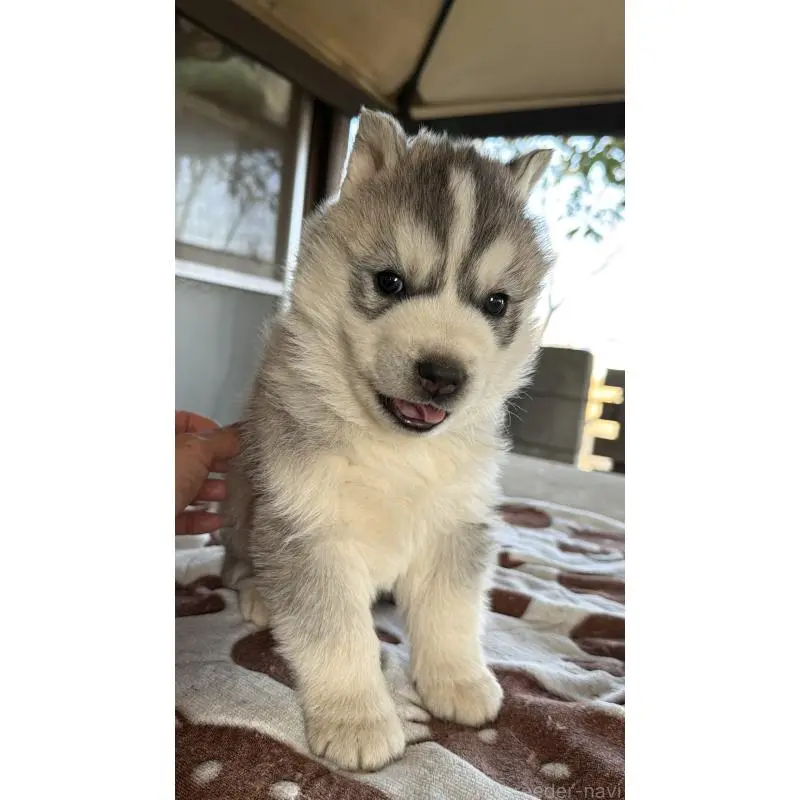 販売中の埼玉県のシベリアンハスキー-451557の15枚目