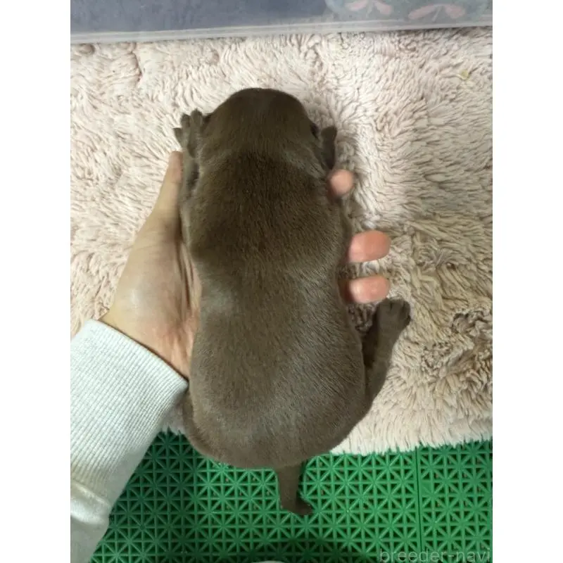 販売中の茨城県のエキゾチックブリー-451555の4枚目