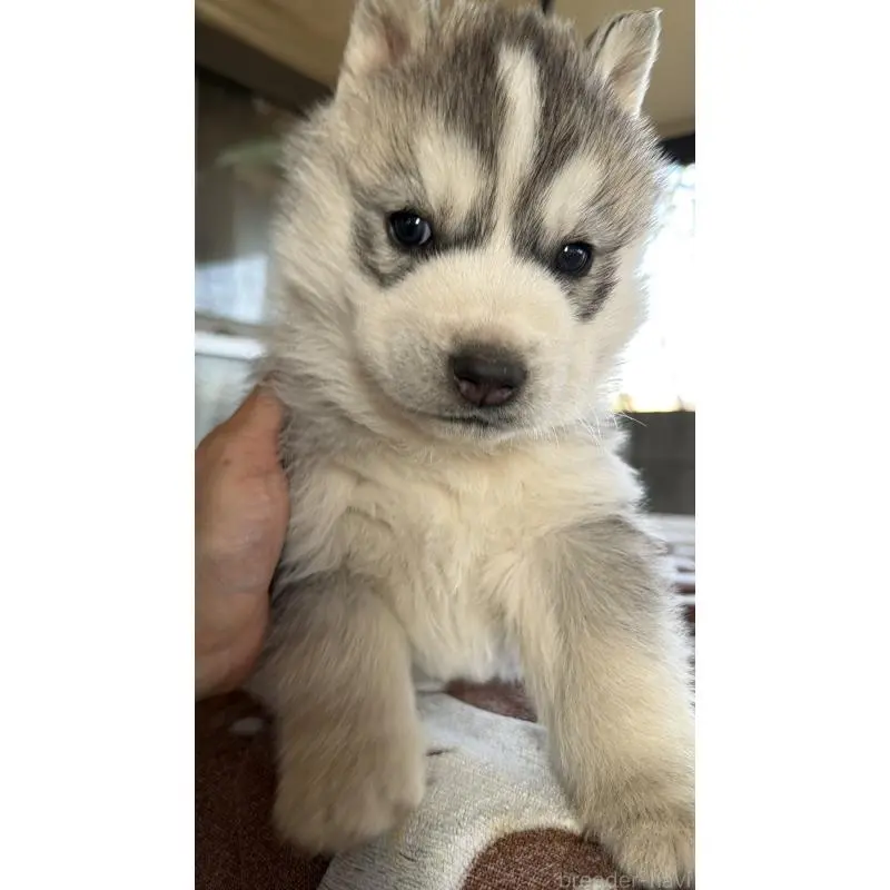 販売中の埼玉県のシベリアンハスキー-451557の14枚目