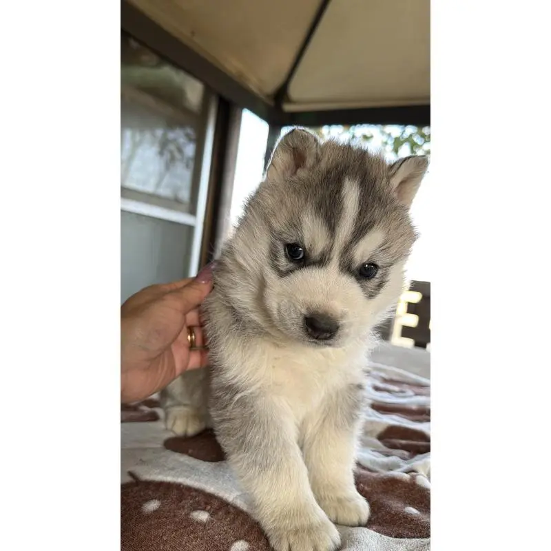 販売中の埼玉県のシベリアンハスキー-451557の13枚目