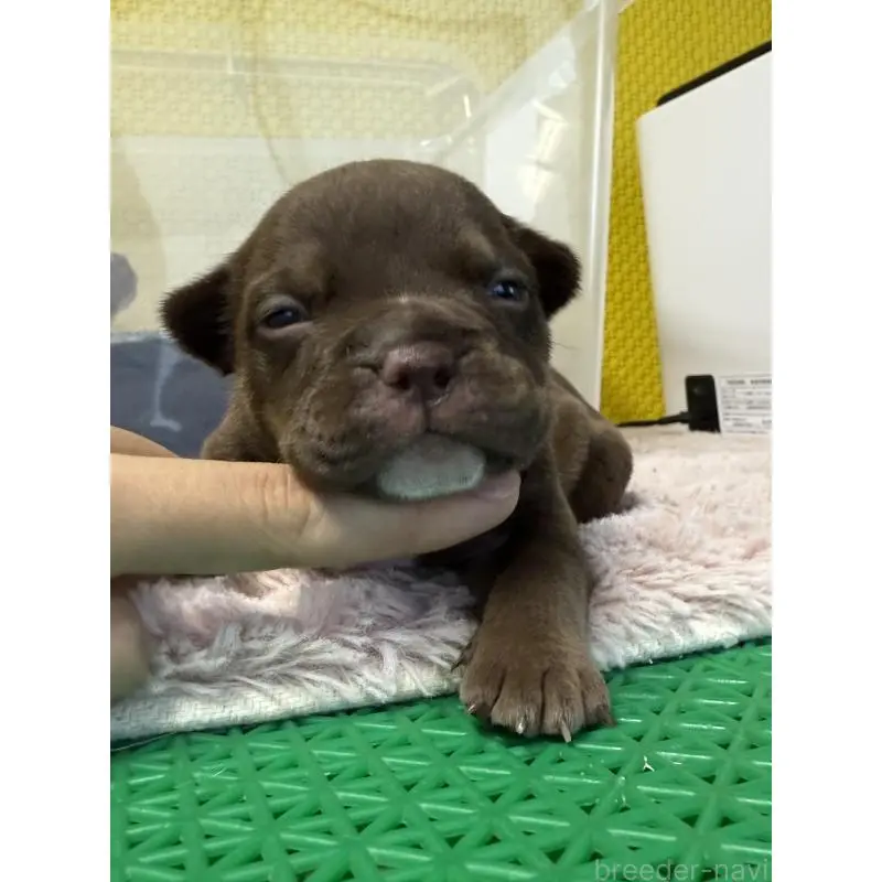 販売中の茨城県のエキゾチックブリー-451555の3枚目