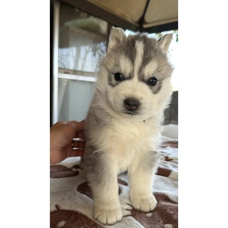 販売中の埼玉県のシベリアンハスキー-451557の12枚目