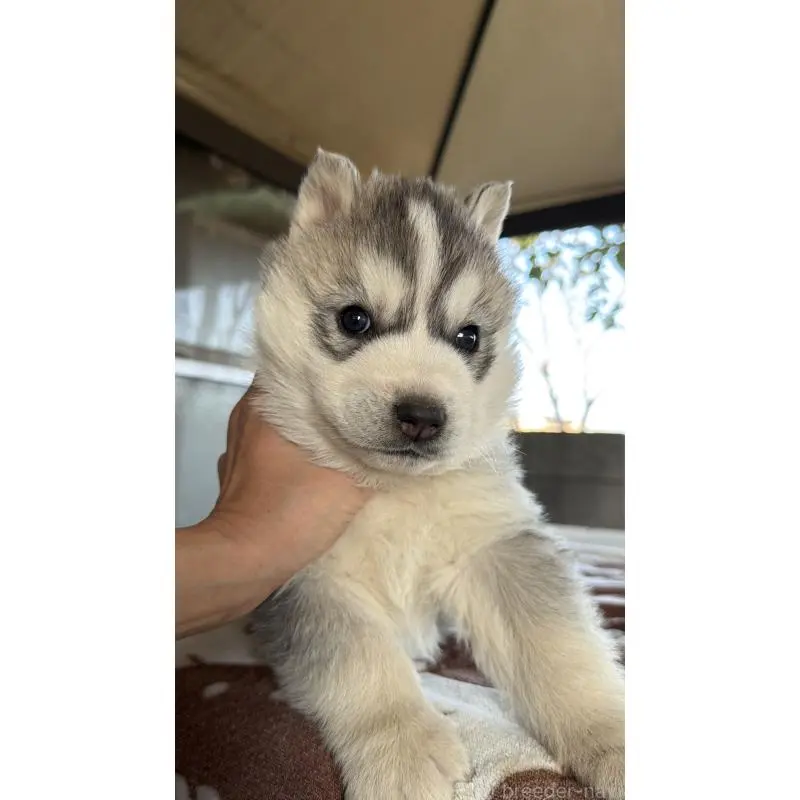 販売中の埼玉県のシベリアンハスキー-451557の11枚目