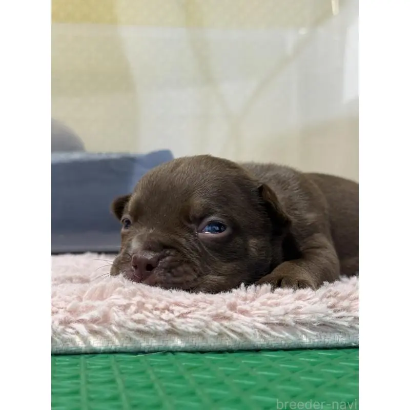 販売中の茨城県のエキゾチックブリー-451555の2枚目