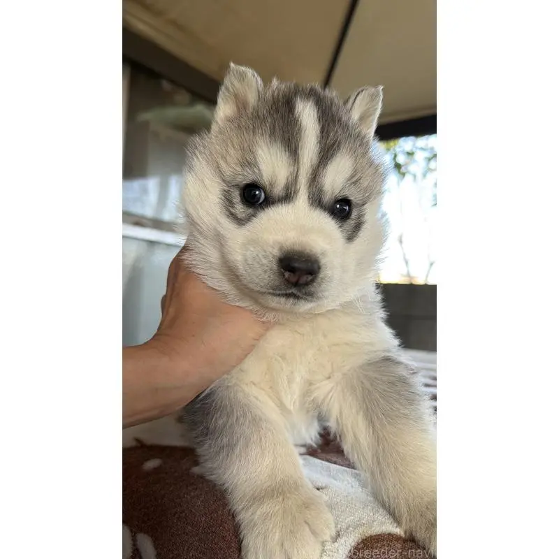 販売中の埼玉県のシベリアンハスキー-451557の10枚目