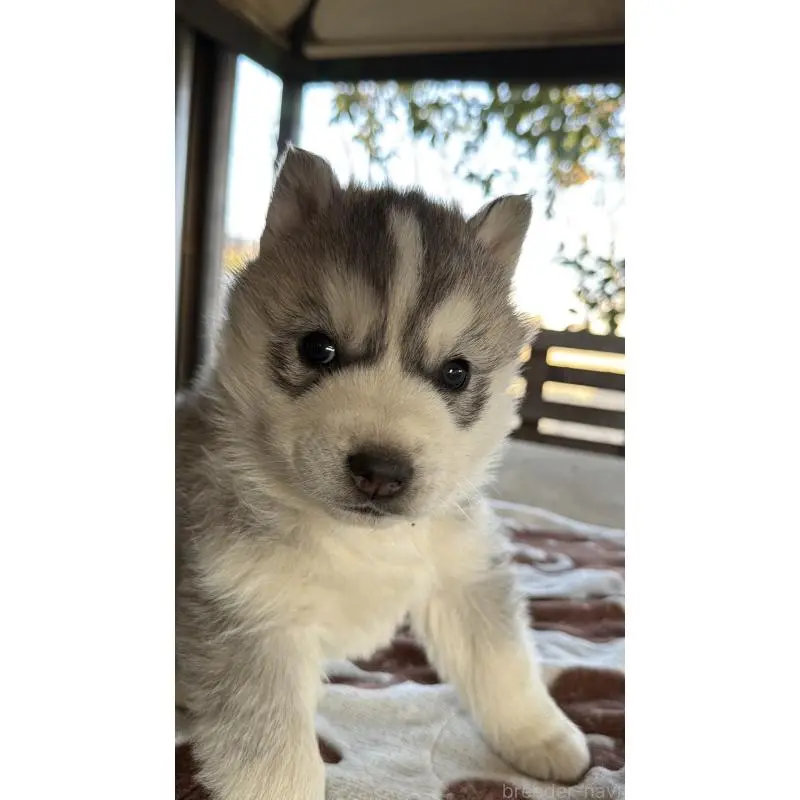 販売中の埼玉県のシベリアンハスキー-451557の9枚目