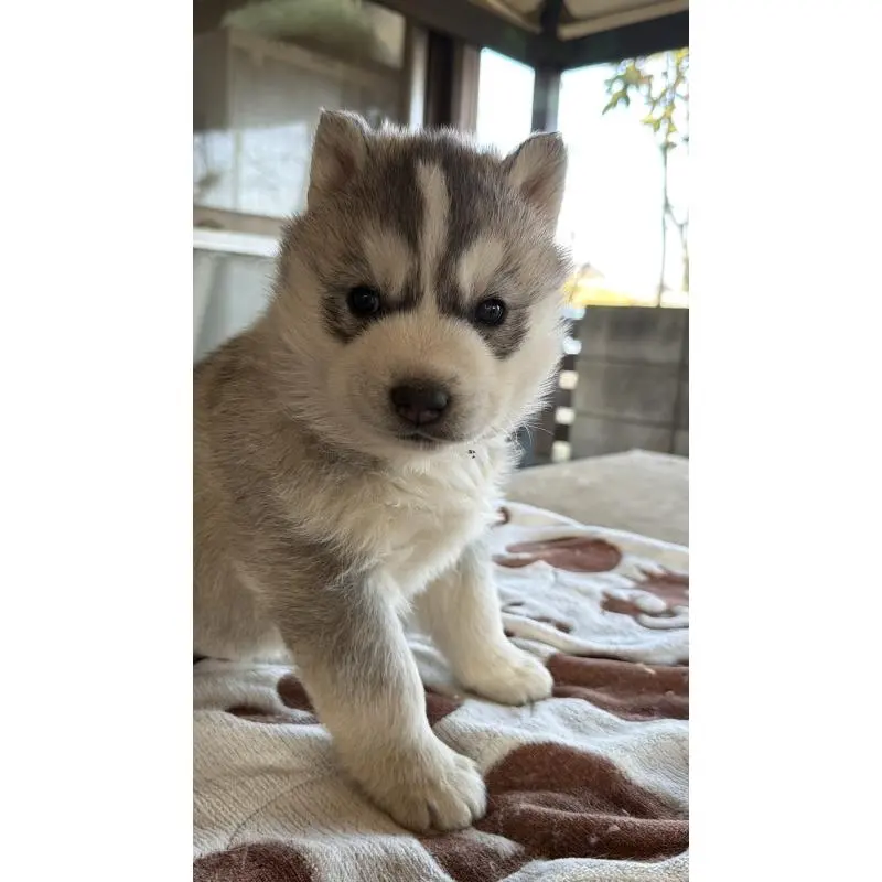 販売中の埼玉県のシベリアンハスキー-451557の8枚目