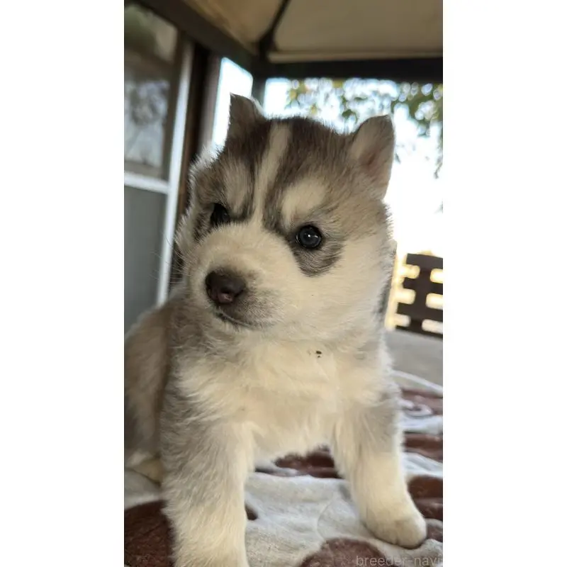 販売中の埼玉県のシベリアンハスキー-451557の7枚目